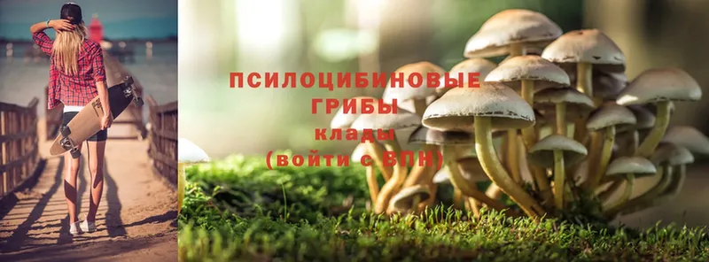 Псилоцибиновые грибы Cubensis  Норильск 